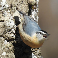 Algerian Nuthatch